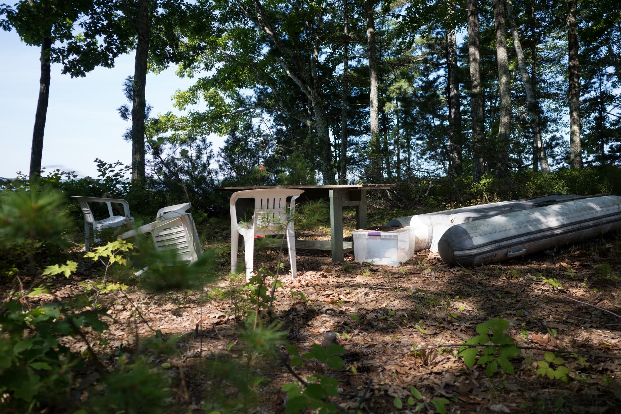 The picnic spot in the pines